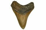 Serrated, Fossil Megalodon Tooth - North Carolina #328014-1
